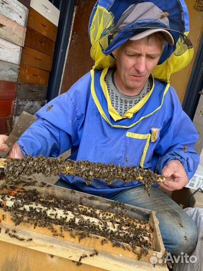 Пчеломатки