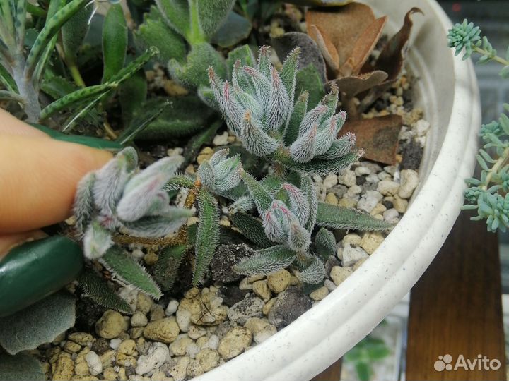 Каланхоэ разные