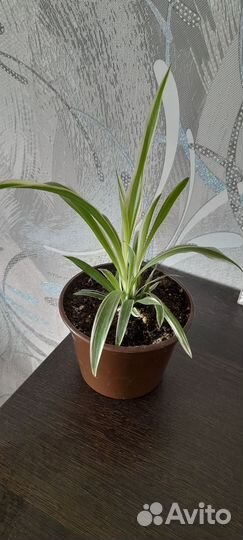 Хлорофитум