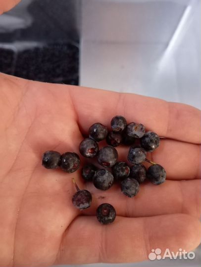 Черника Замароженная цена за кг