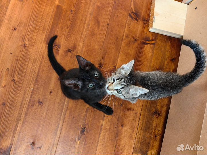 Ласковые и нежные котята