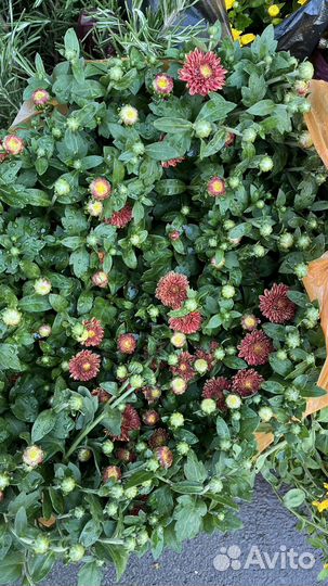 Хризантемы мультифлора