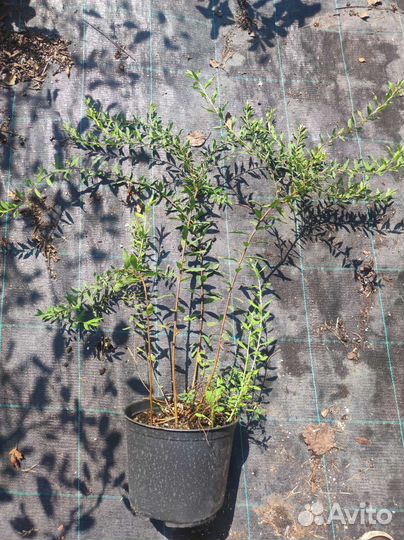 Спирея грефшейм