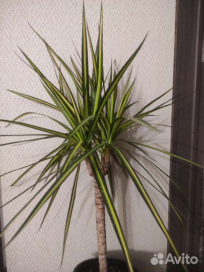 Драцены Санрей и Биколор