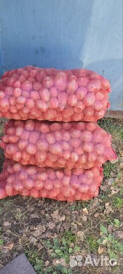 Семенной картофель