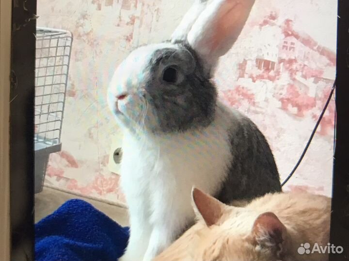 Вязка кролика