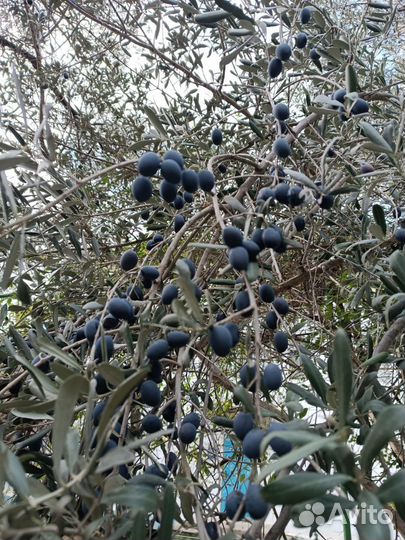 Семена Оливы крымской опт