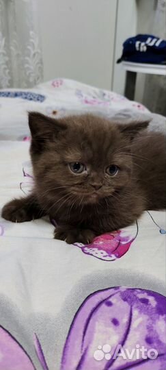 Британские котята
