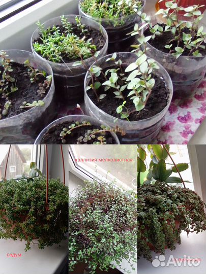 Комнатные растения