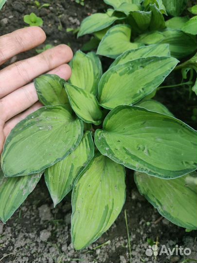 Хоста альбопикта