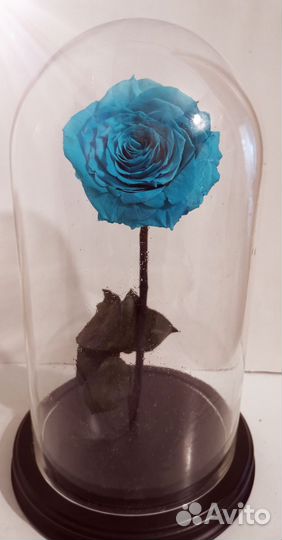 Живая роза в большой колбе 30 см