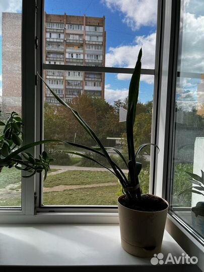 Щучий хвост, 