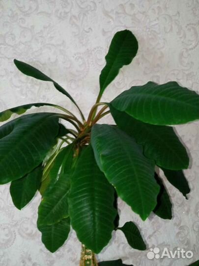 Молочай.Обмен