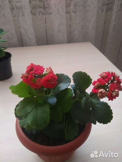 Комнатные цветы каланхоэ