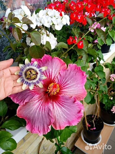 Гибискус Me oh my oh