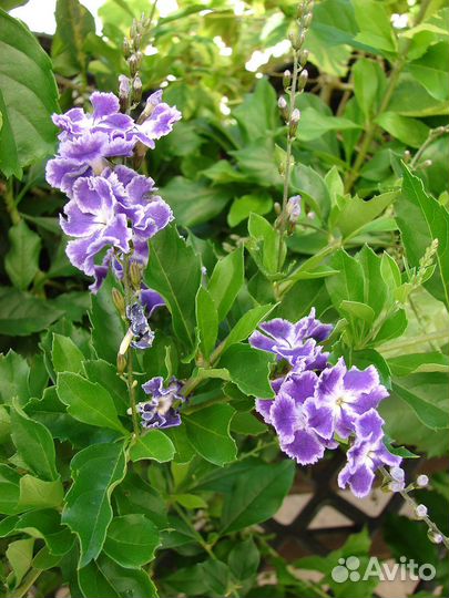 Дуранта на штамбе