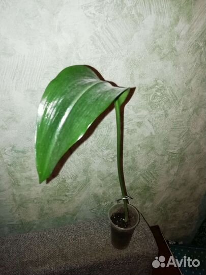 Эухарис амазонская лилия