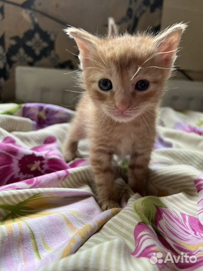 Рыжий котенок мальчик