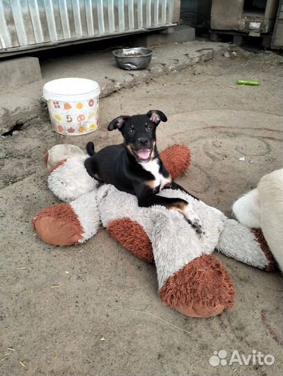 Щенок в добрые руки