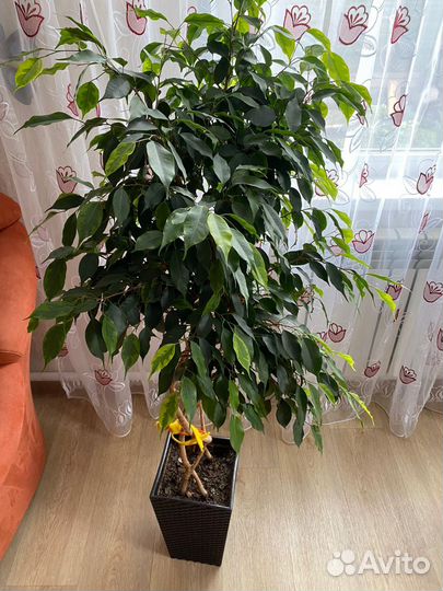 Фикус бенджамина