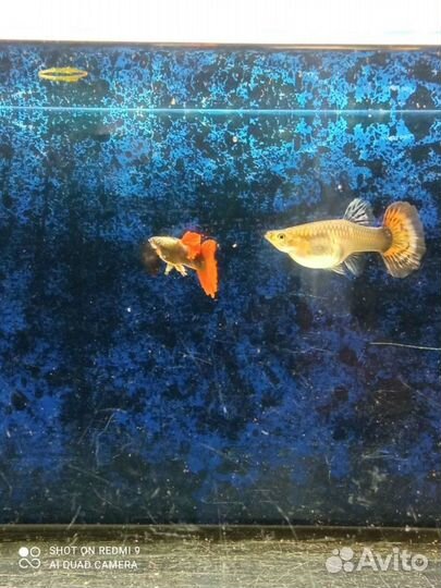 Аквариумные рыбки