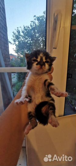 Котенок в добрые руки