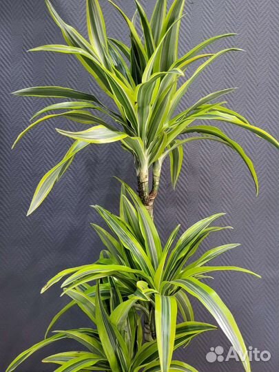 Драцена Lemon Lime