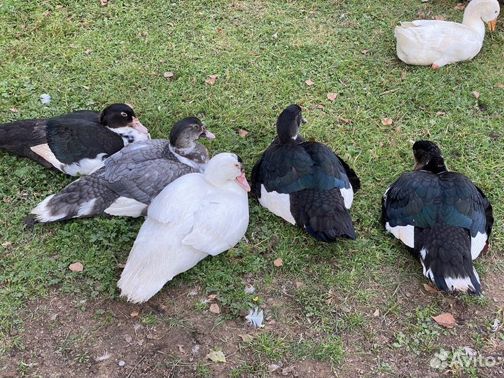 Селезни и уточки индоутки на племя