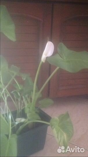 Продам каллы белые