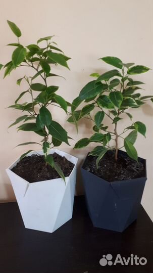 Фикус бенджамина