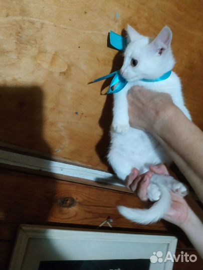 Котенок в добрые руки