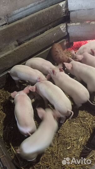 Поросенок ландрас - дюрок