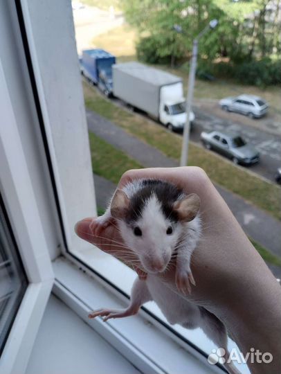 Крыса дамбо