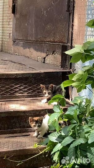 Котенок
