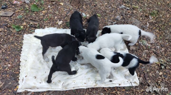 Раздадим 8 замечательных щенков