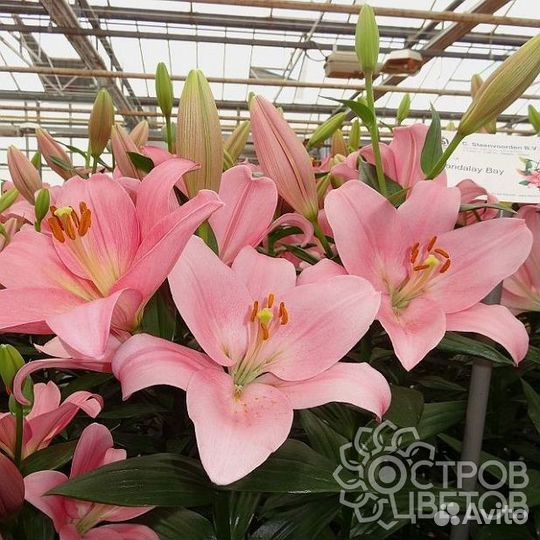Луковицы лилии оптом