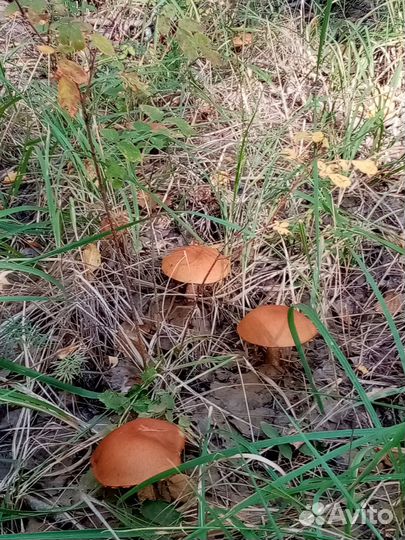 Грибы свежие