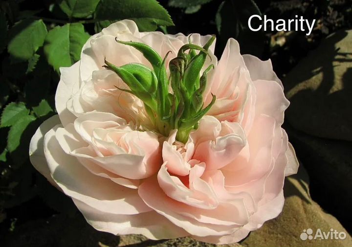 Кустовые розы саженцы