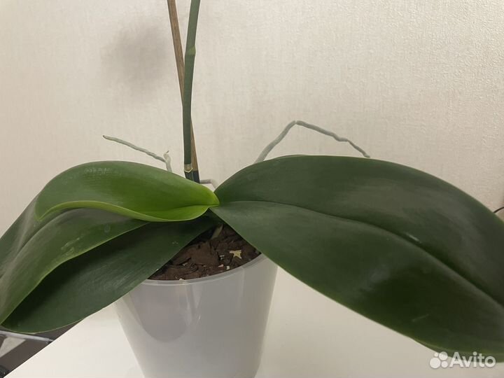 Орхидея фаленопсис Long Apollo