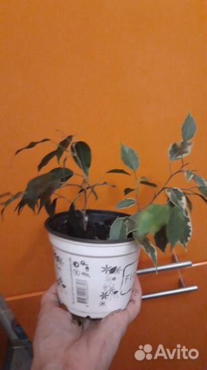 Фикус бенджамина