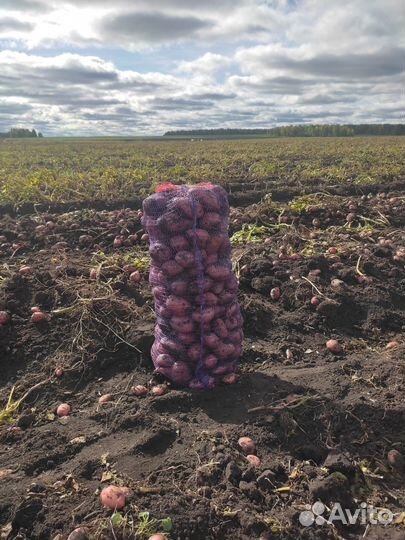 Продам картофель новый урожай с доставкой