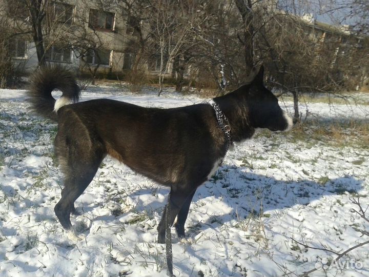Собака в добрые руки отдам