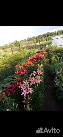 Лилии луковицы