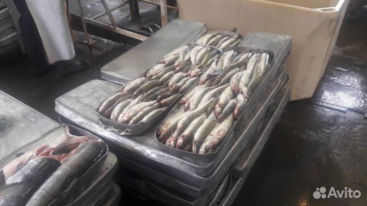 Рыба. Свежая. Мороженая. Оптом. 2023г