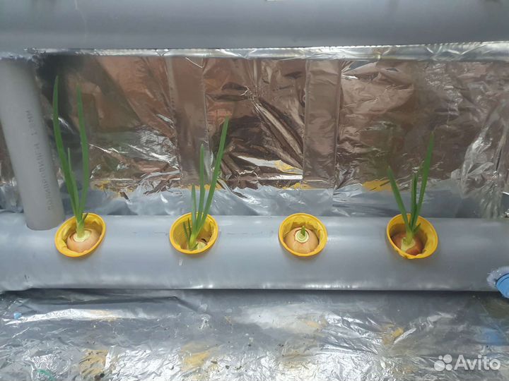 Гидропоника