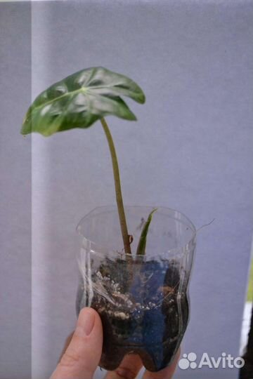 Алоказия Полли