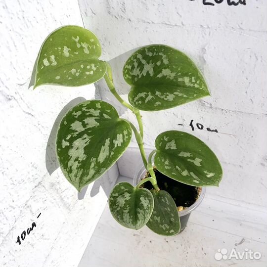 Сциндапсус сильвер энн