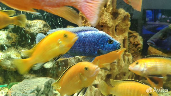 Рыбки Цихлиды