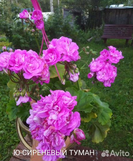 Герань пеларгония