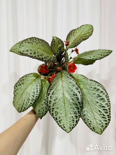 Эписция, Пеларгония